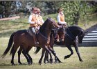 Pferd International 023